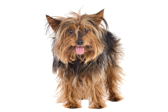 Don't be a lost puppy